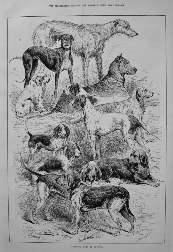 Sporting Dogs at Olympia. 1887