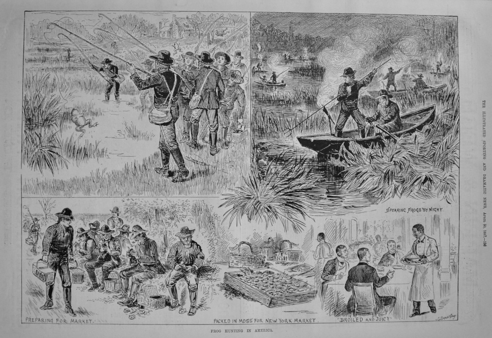 Frog Hunting in America. 1887