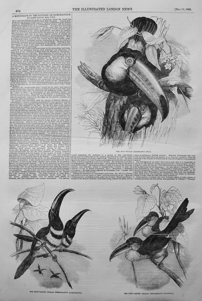 A Monograph of the Toucans, or Ramphastidae. 1855