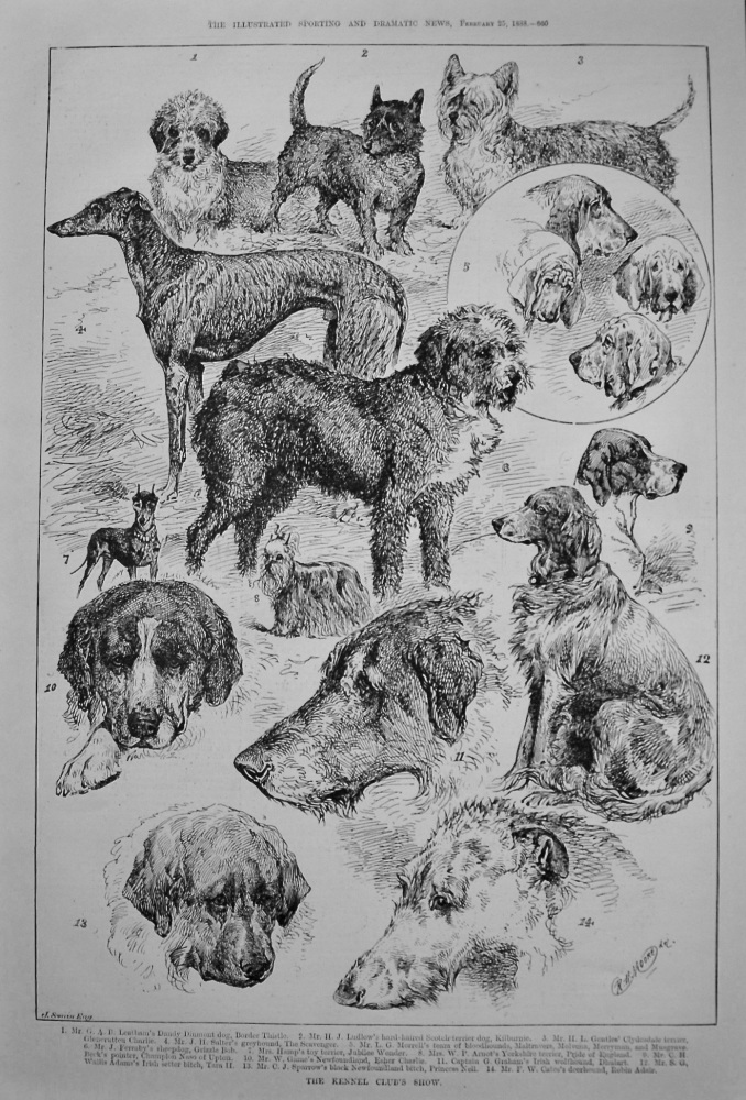 The Kennel Club's Show. 1888