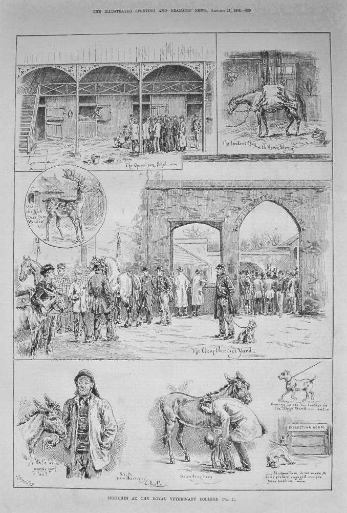 Sketches at the Royal Veterinary College (No.2). 1888.