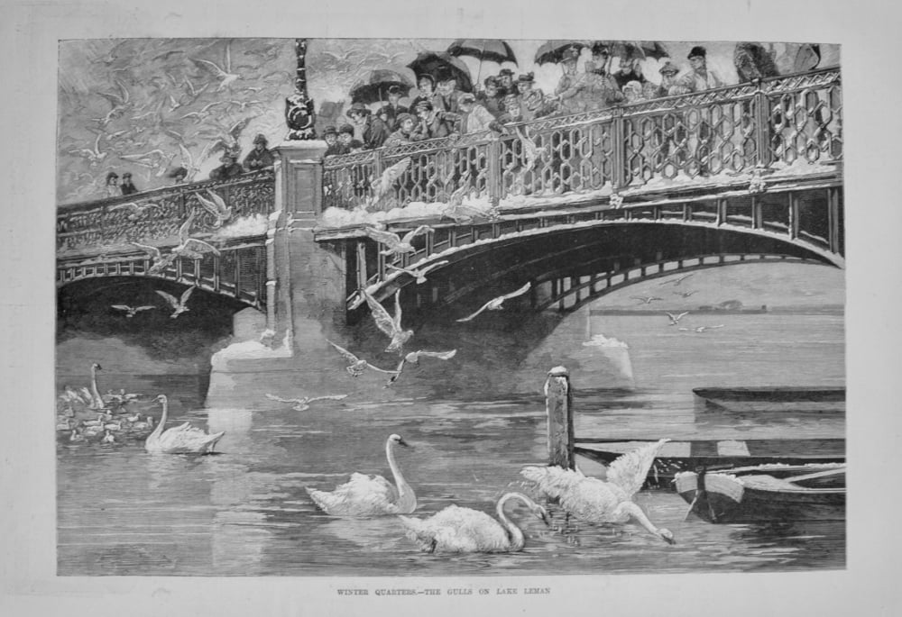 Winter Quarters.-The Gulls on Lake Leman. 1888