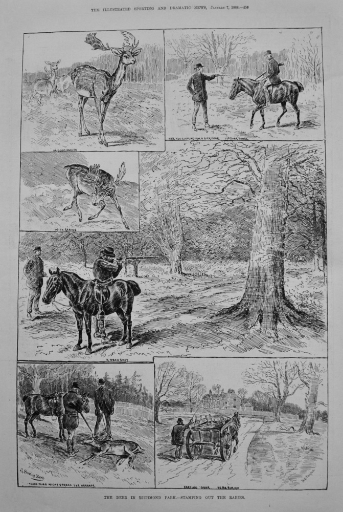 The Deer in Richmond Park.- Stamping out the Rabies. 1888