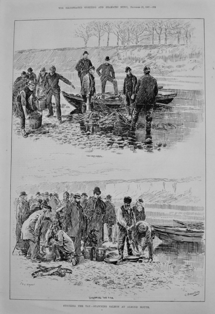 Stocking the Tay.- Spawning Salmon at Almond Mouth. 1887