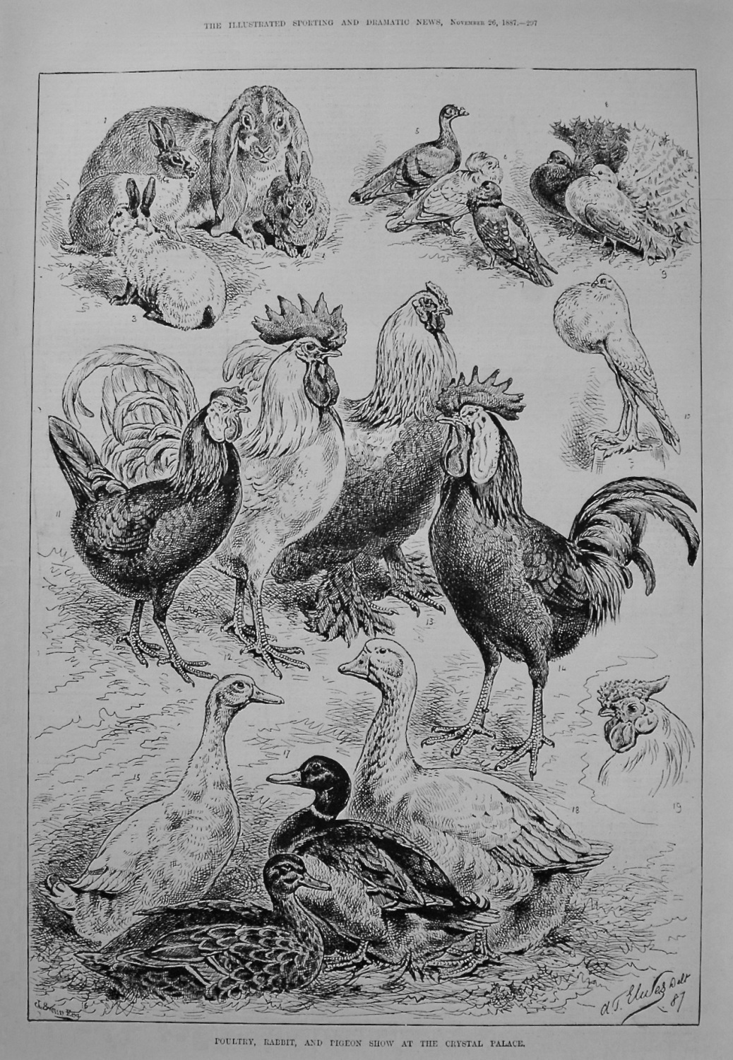 Poultry, Rabbit, and Pigeon Show at the Crystal Palace. 1887