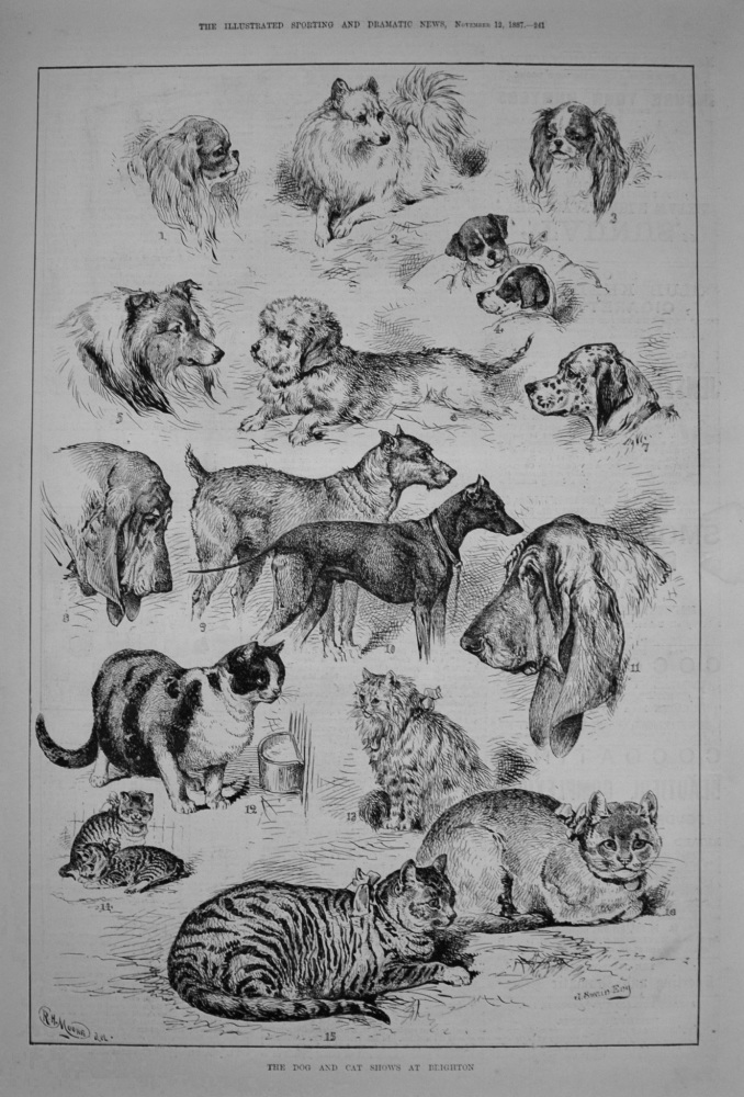 The Dog and Cat Shows at Brighton. 1887