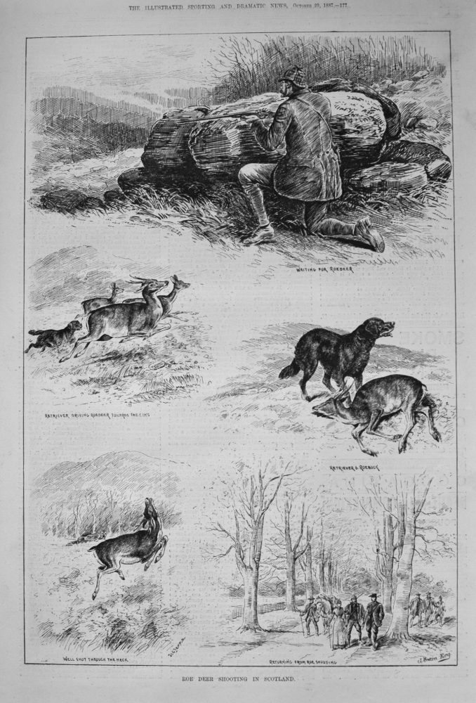 Roe Deer Shooting in Scotland. 1887