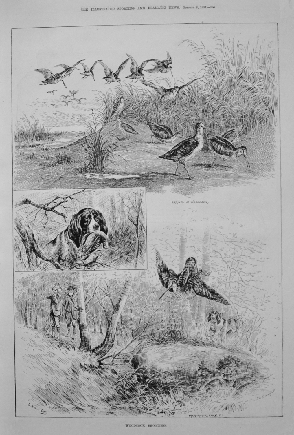 Woodcock Shooting. 1887