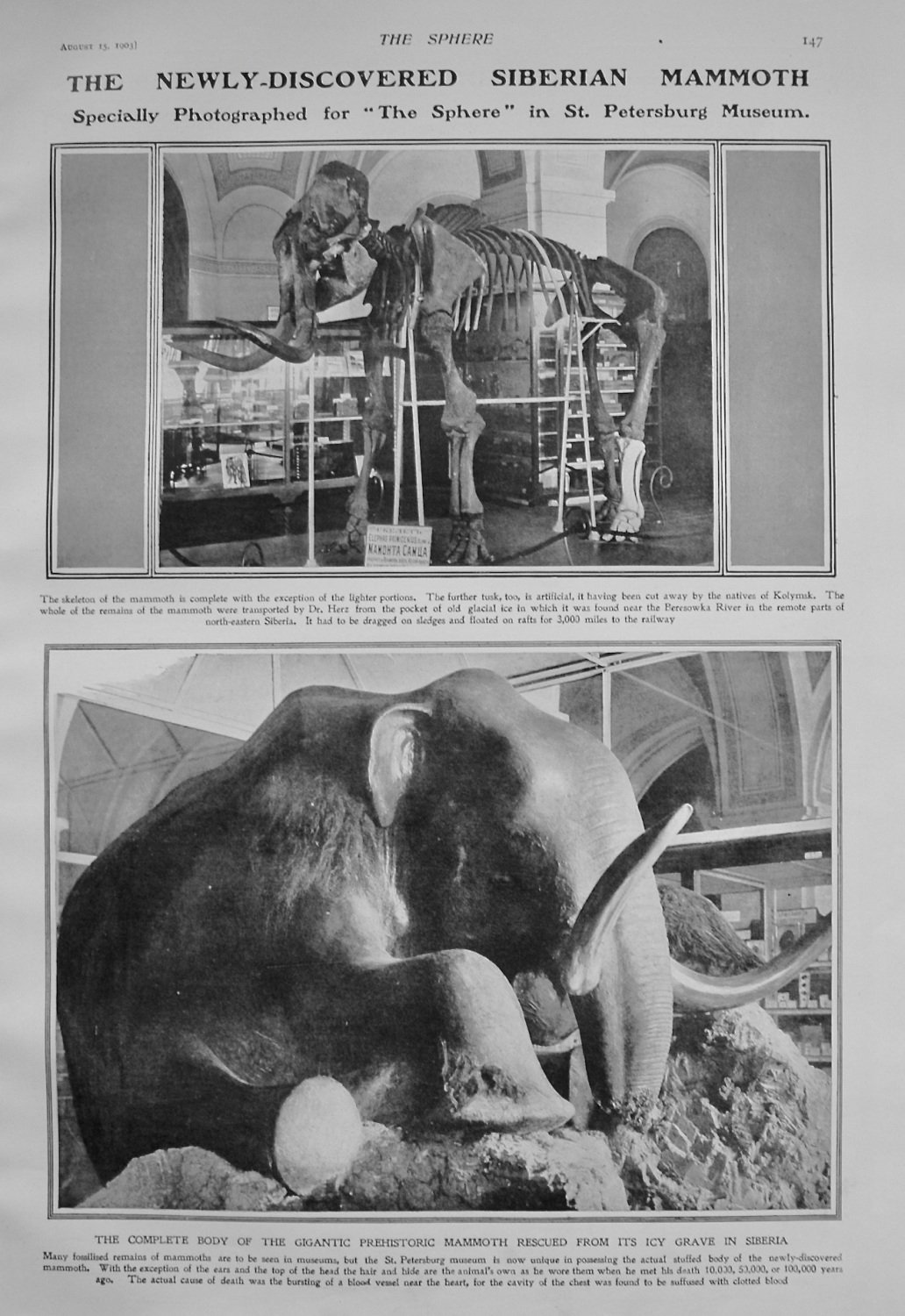 The Newly-Discovered Siberian Mammoth. 1903