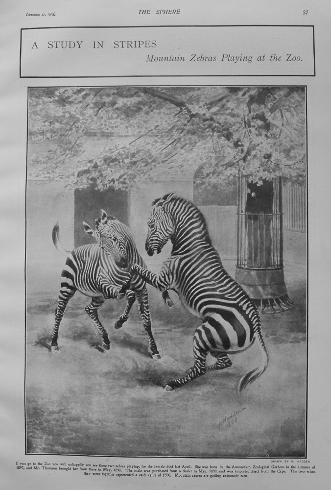 A Study in Stripes : Mountain Zebras Playing at the Zoo. 1903