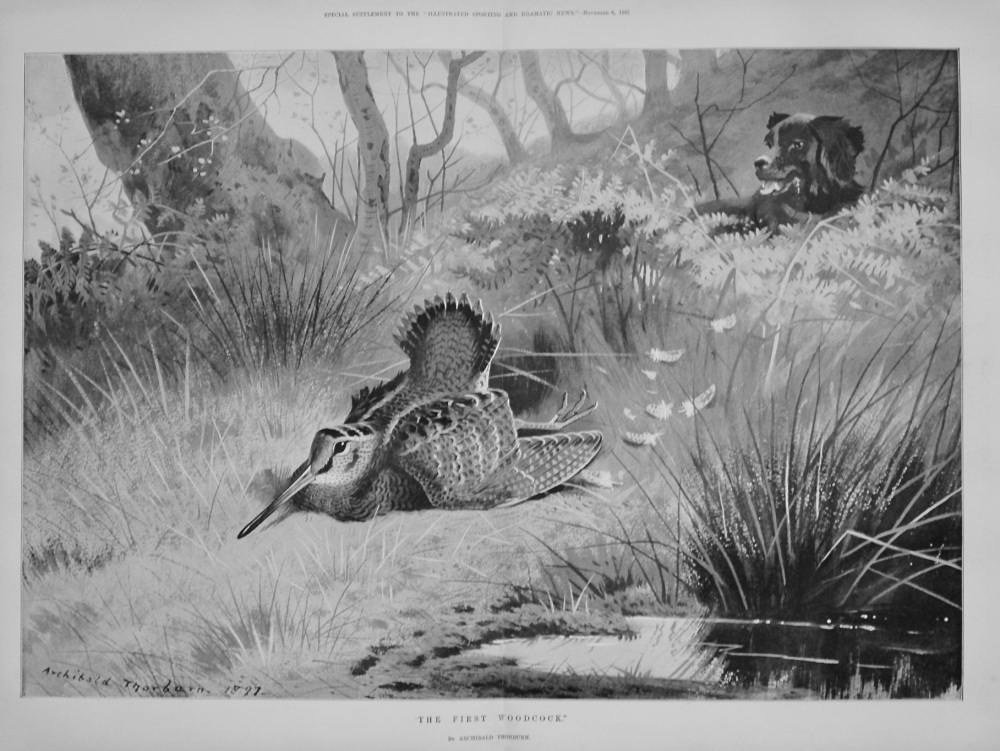 "The First Woodcock." By Archibald Thorburn. 1897