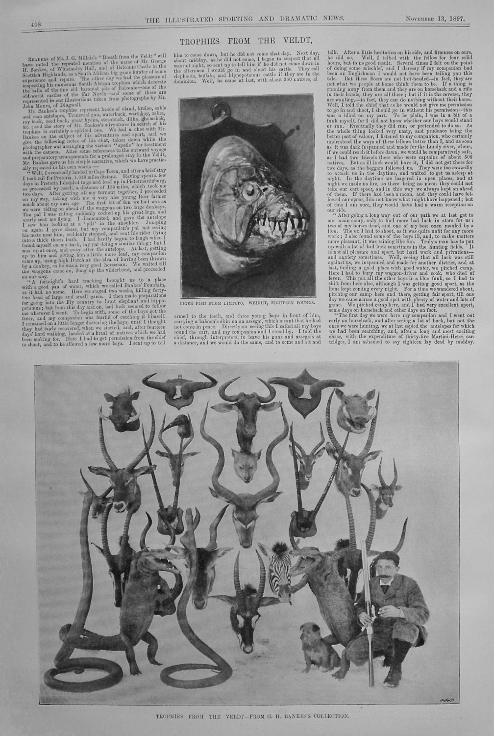 Trophies from the Veldt. 1897