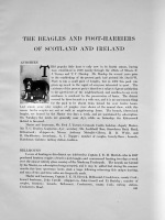 Beagles and Foot-Harriers of Scotland and Ireland. 1912