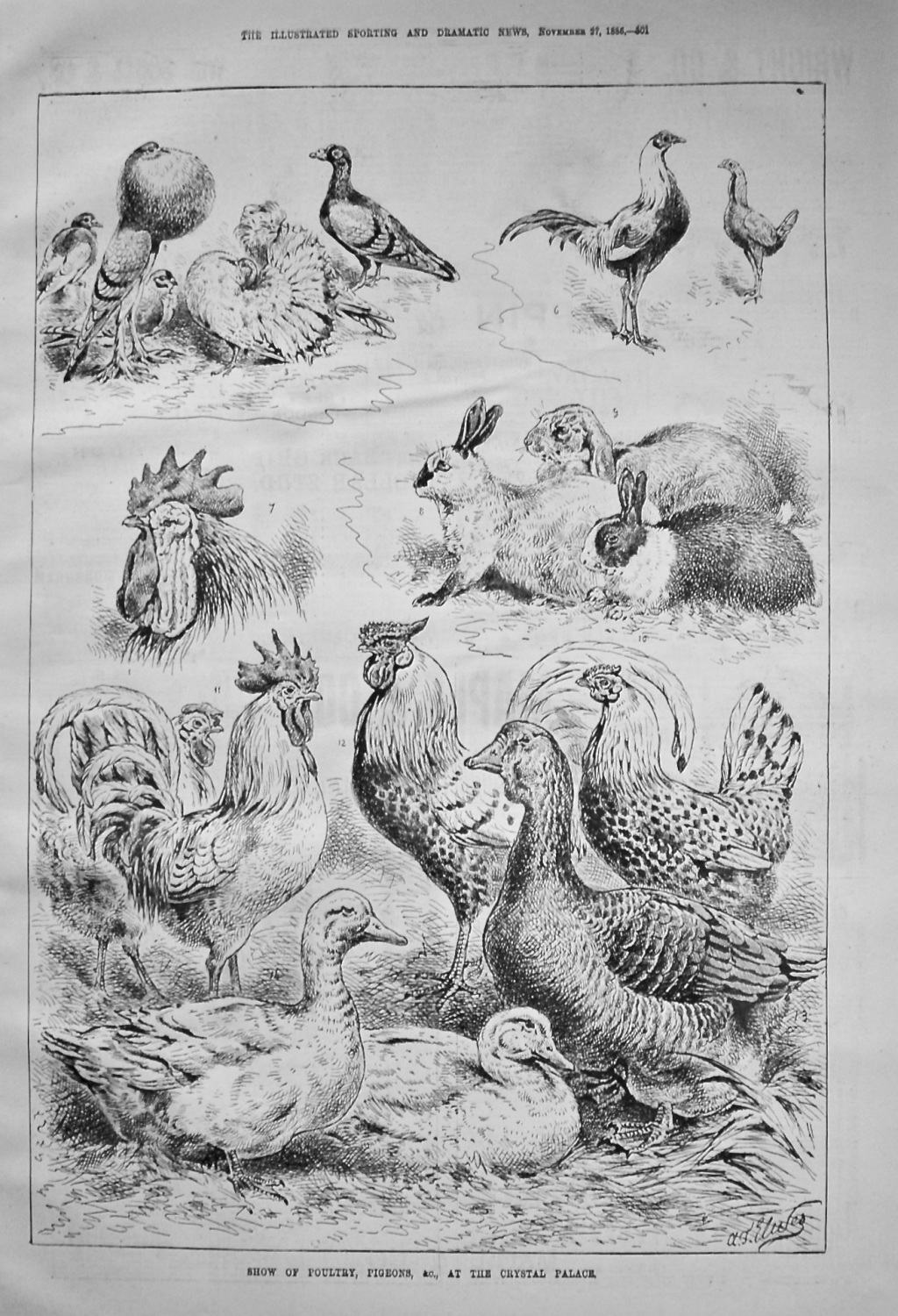 Show of Poultry, Pigeons, &c., at the Crystal Palace. 1886