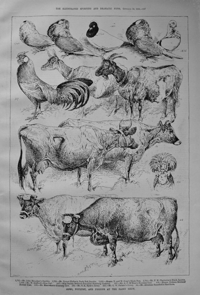 Cows, Poultry, and Pigeons at the Dairy Show. 1886