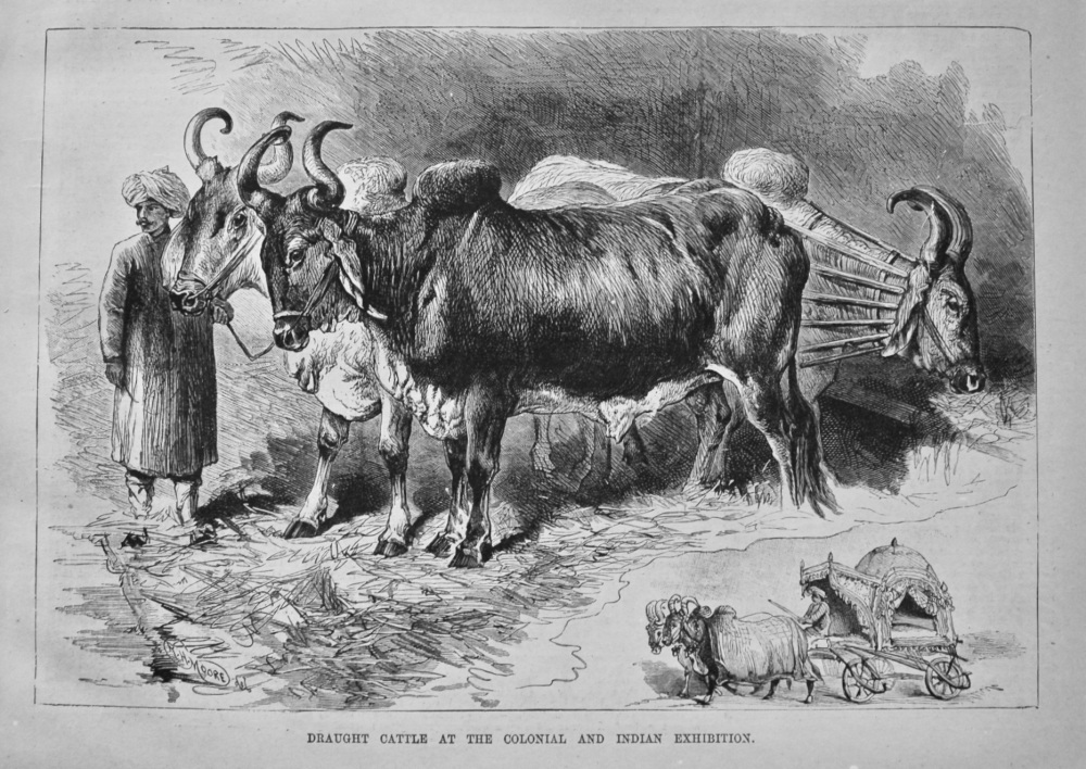Draught Cattle at the Colonial and Indian Exhibition. 1886.