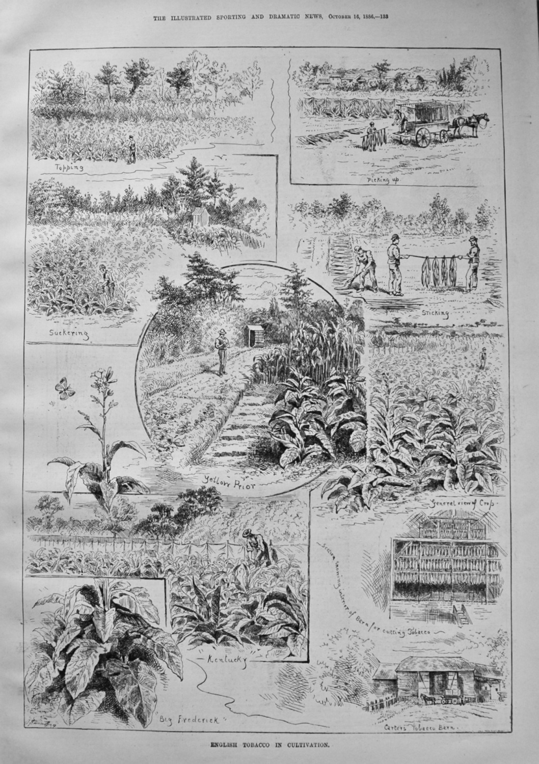 English Tobacco in Cultivation. 1886