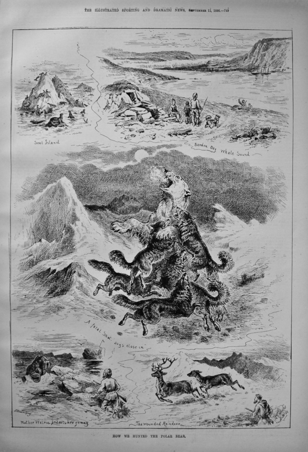 How We Hunted The Polar Bear. 1886
