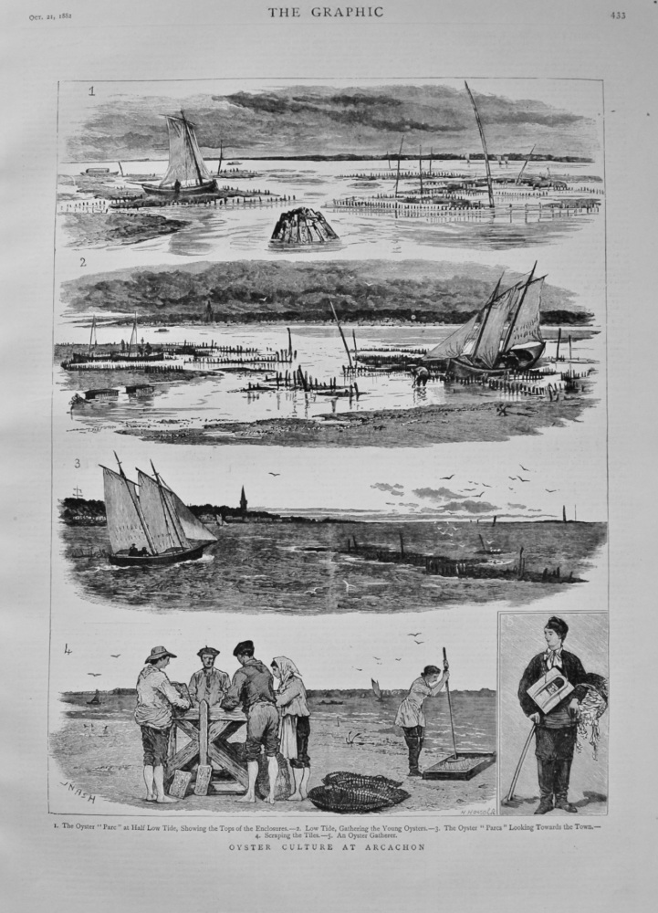 Oyster Culture at Arcachon. 1882.