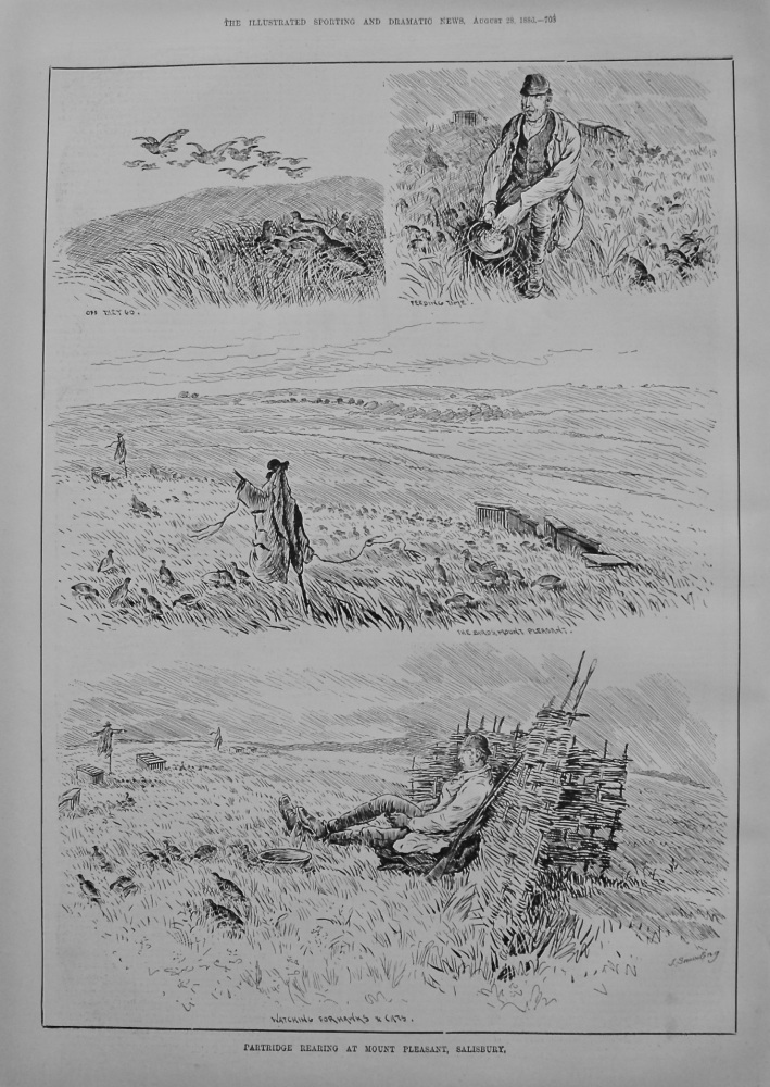 Partridge Rearing at Mount Pleasant, Salisbury. 1886
