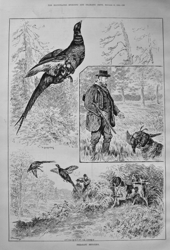 Pheasant Shooting. 1886