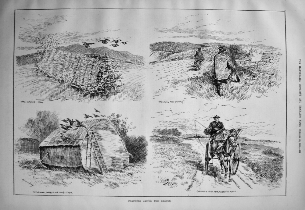 Poachers Among the Grouse. 1886