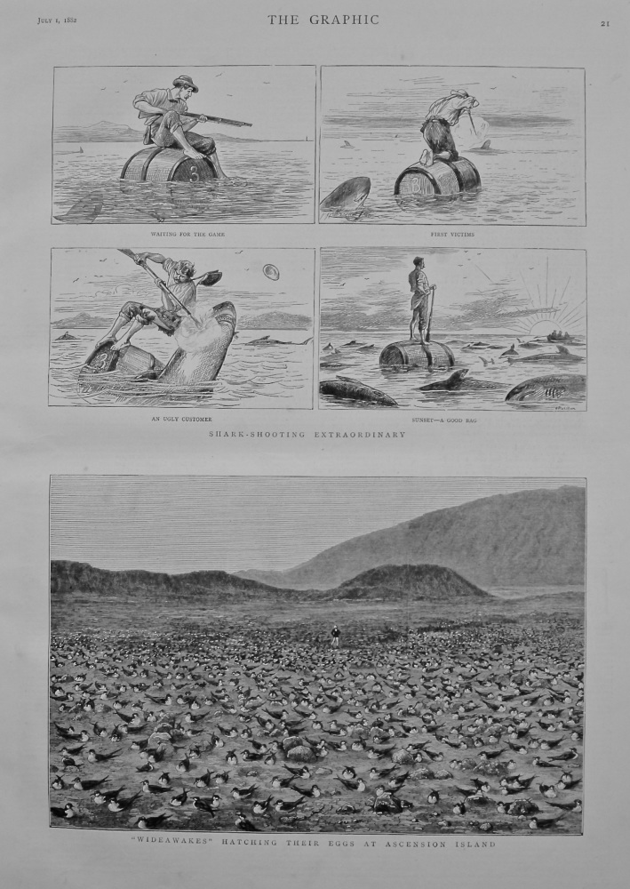 Shark-Shooting Extraordinary. 1882