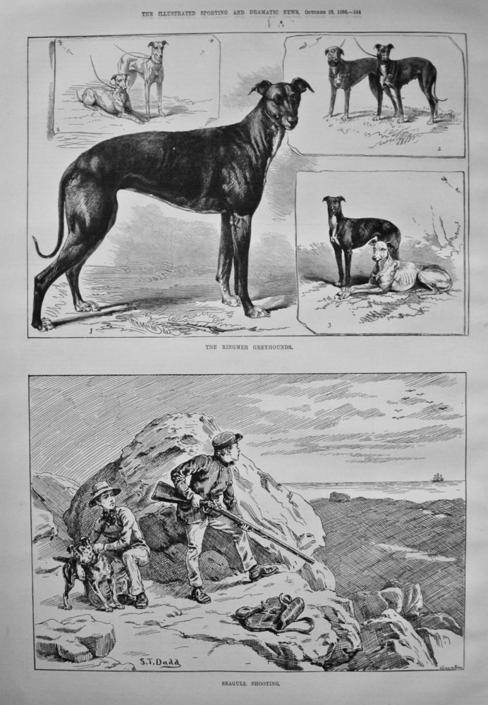 The Ringmer Greyhounds. & Seagull Shooting. 1886