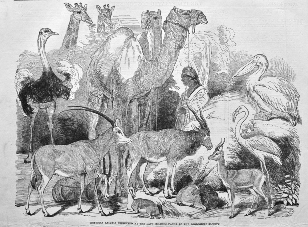 Egyptian Animals Presented by the Late Ibrahim Pacha to the Zoological Society. 1849.