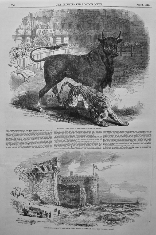 Bull and Tiger Fight, at Madrid. 1849.