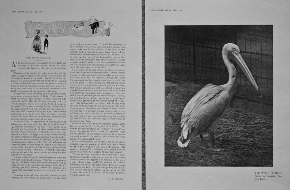 The Pious Pelican. 1895