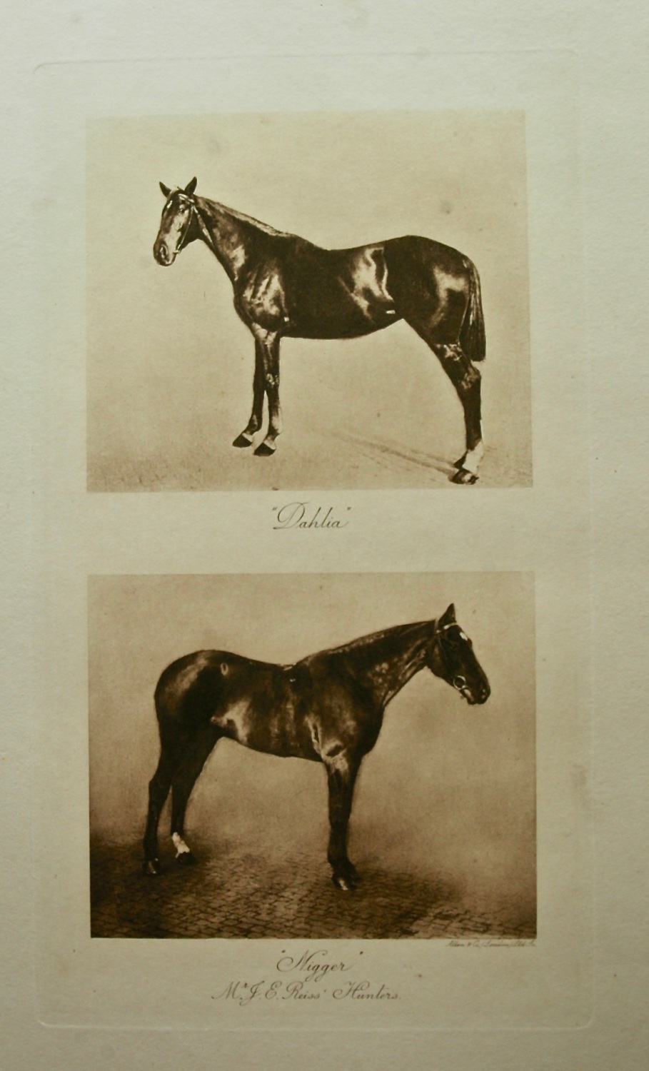 Mr. J. E. Reiss' Hunters 