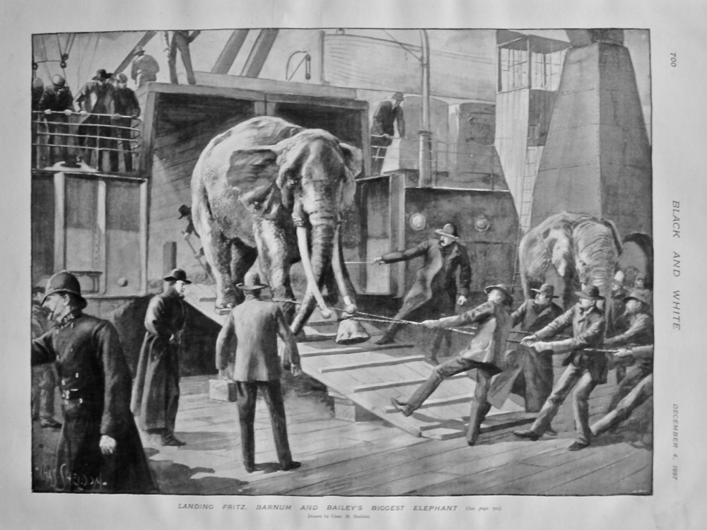 Landing Fritz, Barnum and Bailey's Biggest Elephant. 1897.