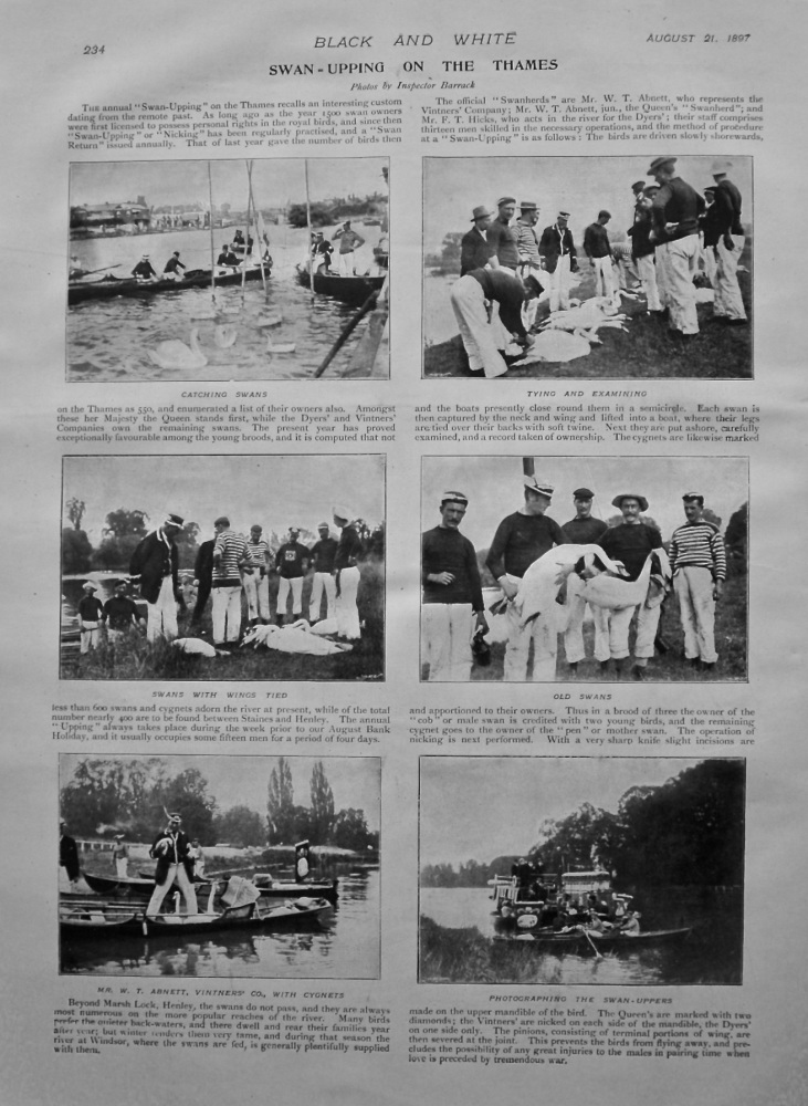 Swan-Upping on the Thames. 1897.