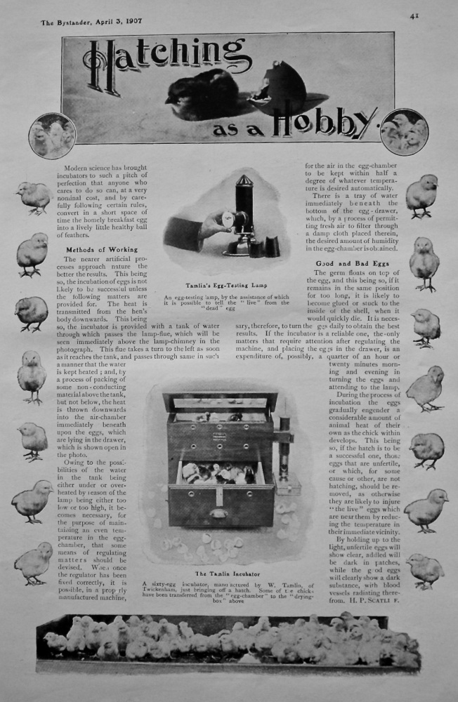 Hatching as a Hobby. 1907.