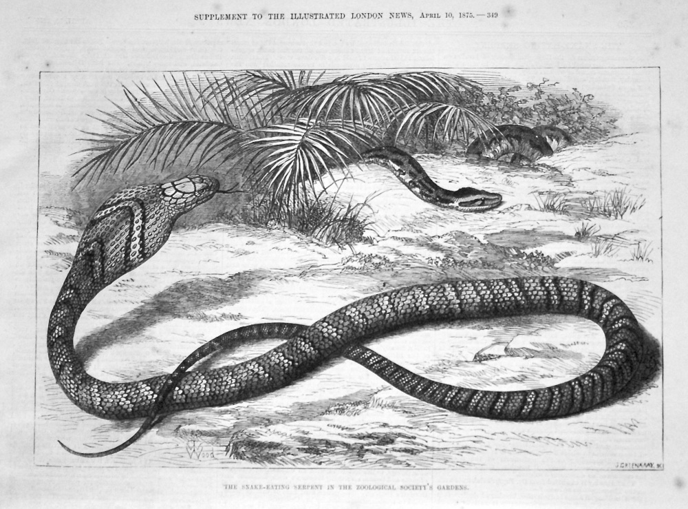 The Snake-Eating Serpent in the Zoological Society's Gardens. 1875.