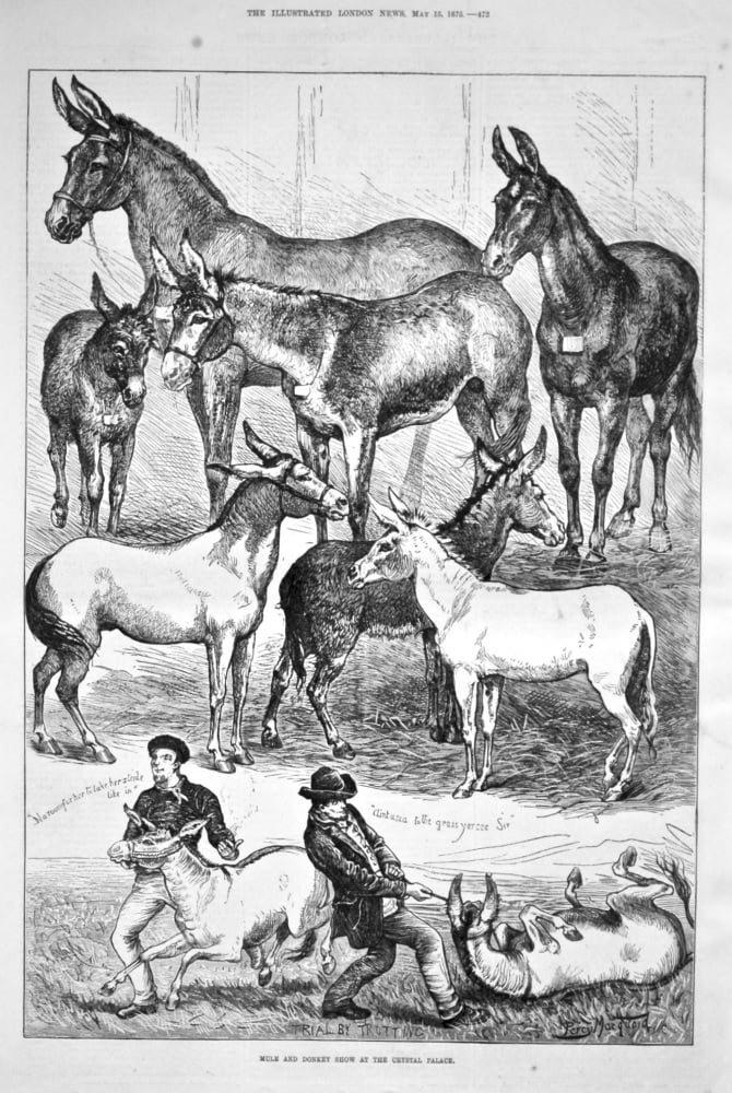 Mule and Donkey Show at the Crystal Palace. 1875.