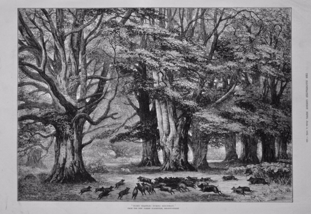 "Bushy Brattley During Beechmast." (From the New Forest Exhibition, Regent-Street.) 1875.