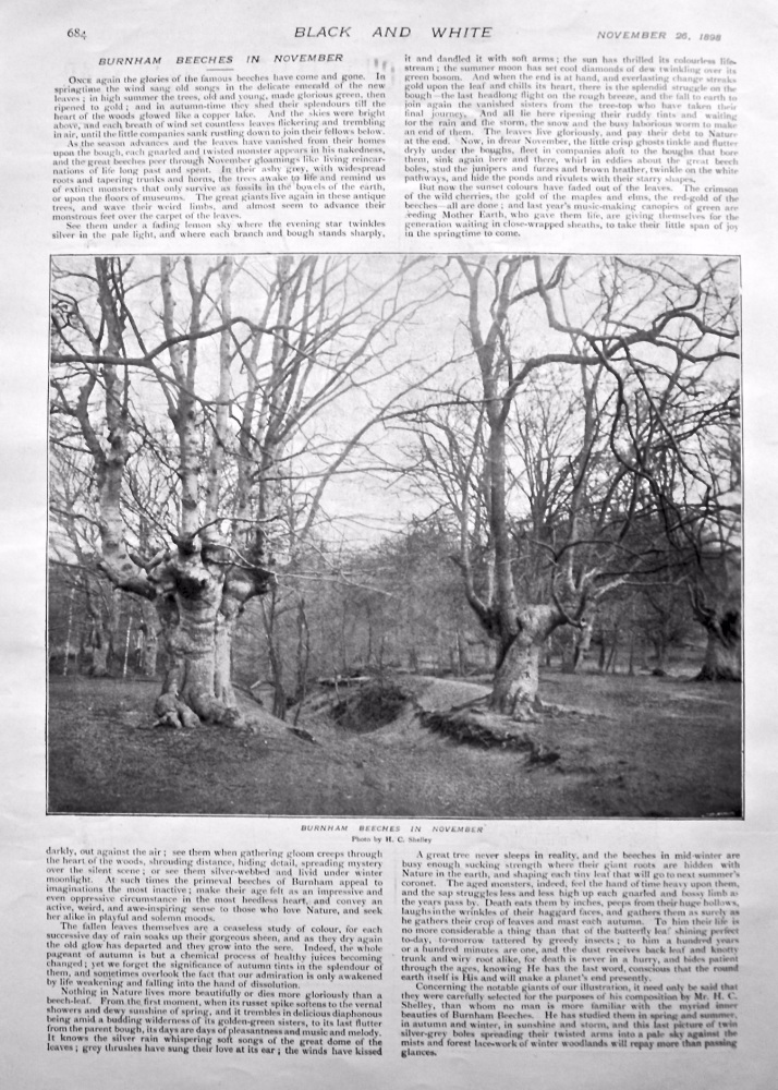 Burnham Beeches in November. 1898.