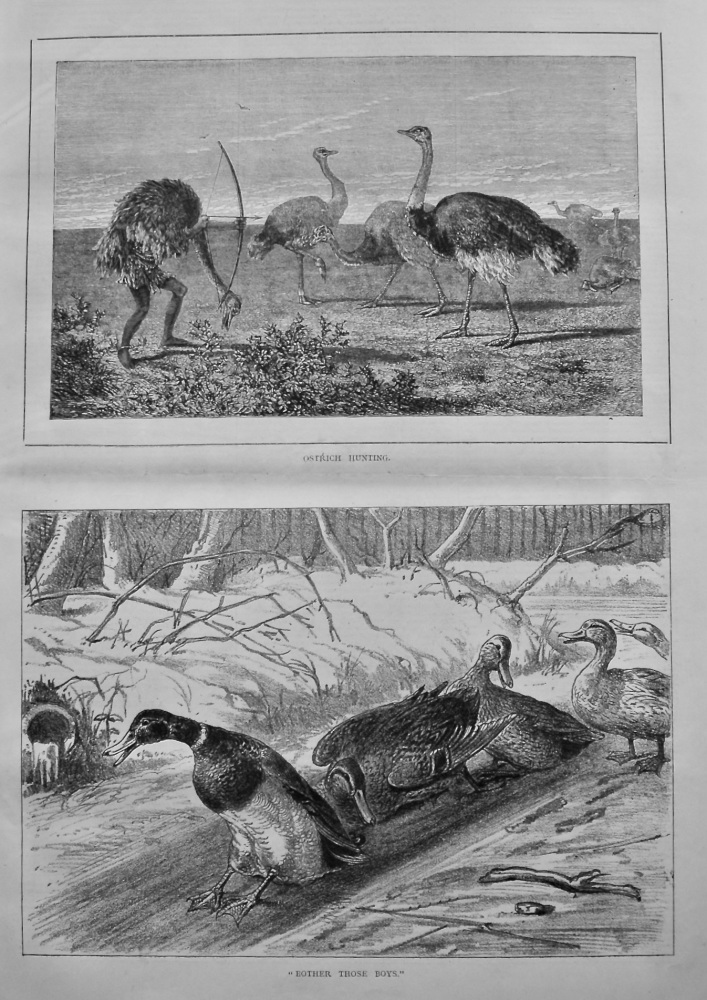 Ostrich Hunting.  & "Bother Those Boys."  1879.