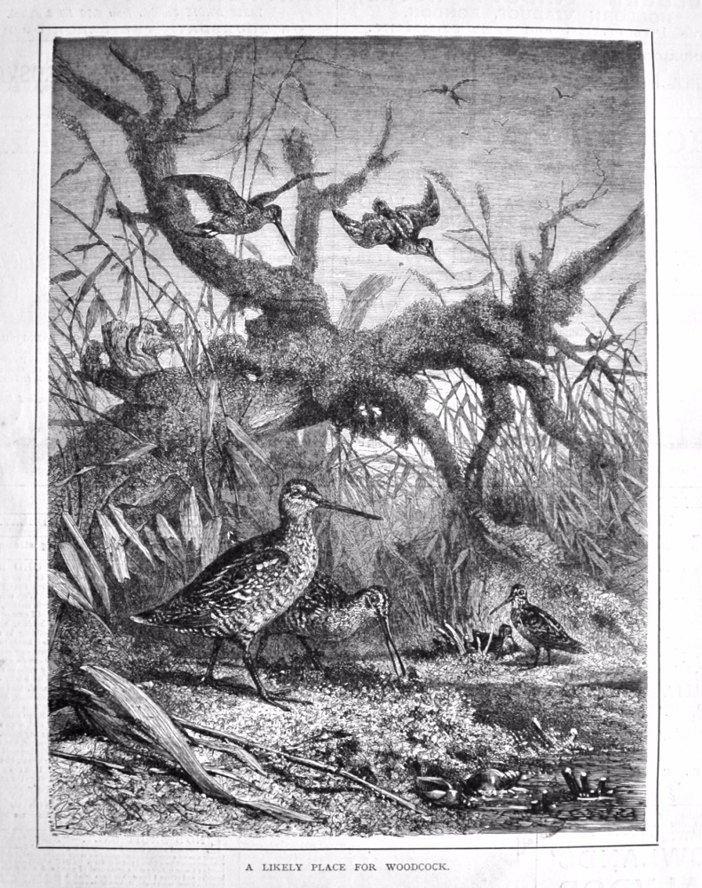 A Likely Place for Woodcock. 1879.