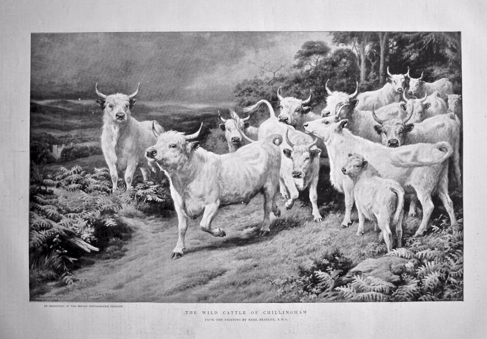 The Wild Cattle of Chillingham. 1898.