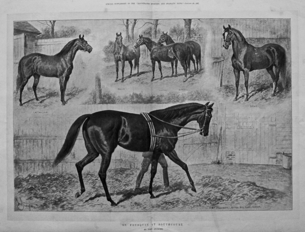 St. Frusquin at Southport. (Racehorse) 1897.