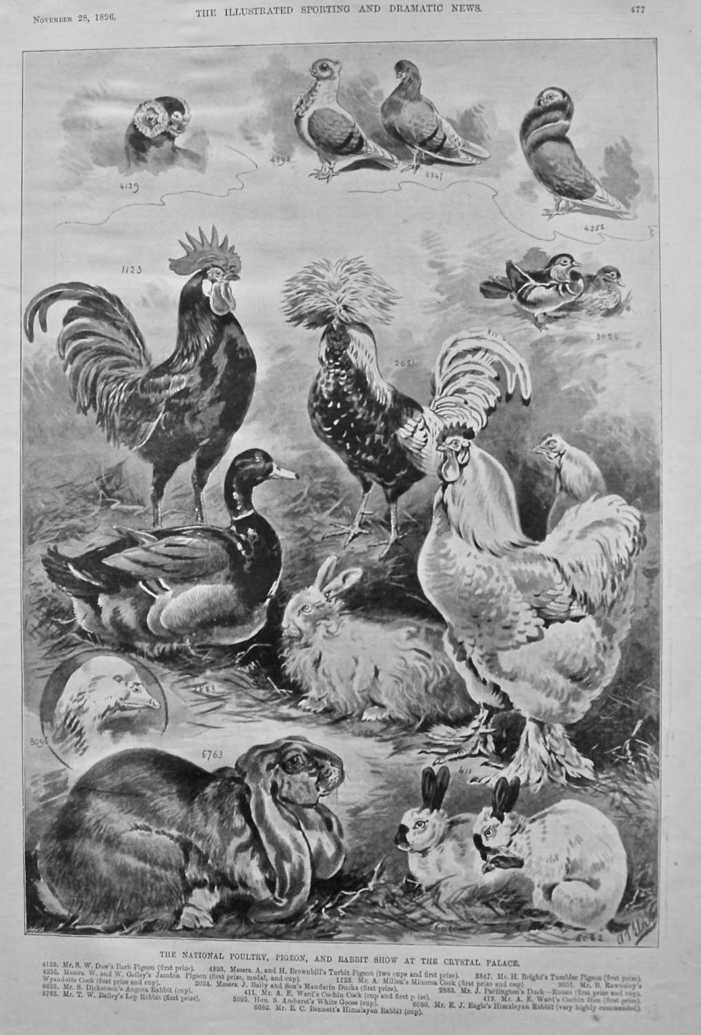 The National Poultry, Pigeon, and Rabbit show at the Crystal Palace. 1896.