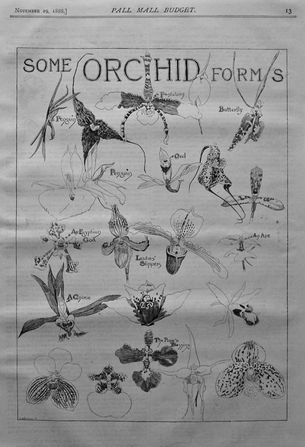 Some Orchid Forms. 1888.