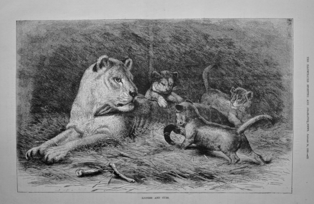 Lioness and Cubs.  1880.