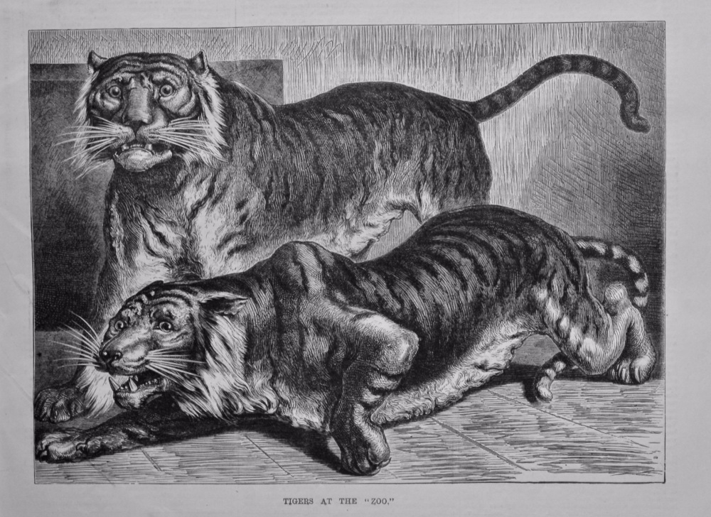 Tigers at the "Zoo."  1880.