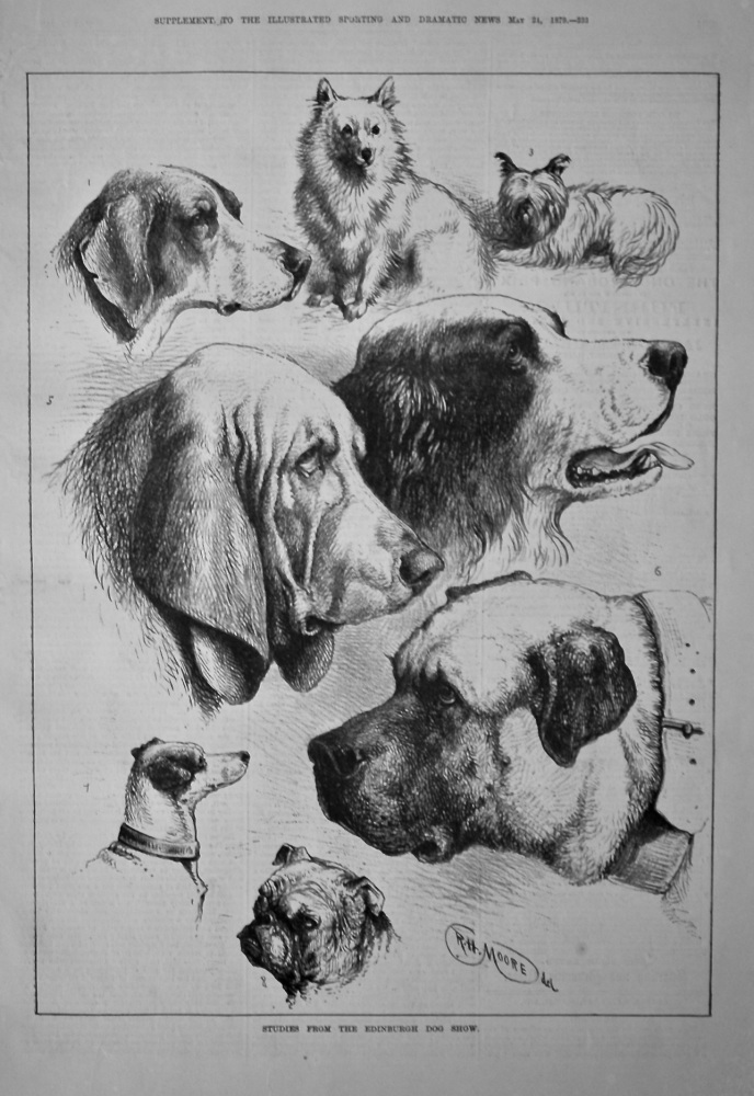 Studies from the Edinburgh Dog Show.  1879.