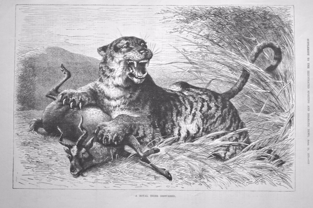 A Royal Tiger Disturbed.  1879.