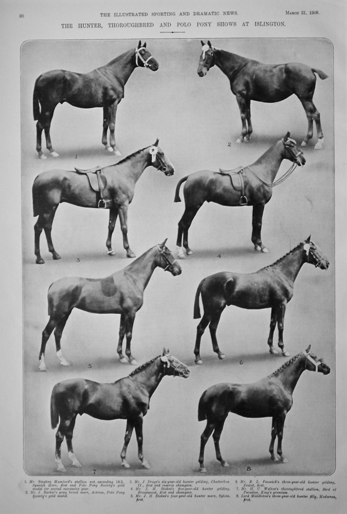 The Hunter, Thoroughbred and Pony Polo Shows at Islington.  1908.